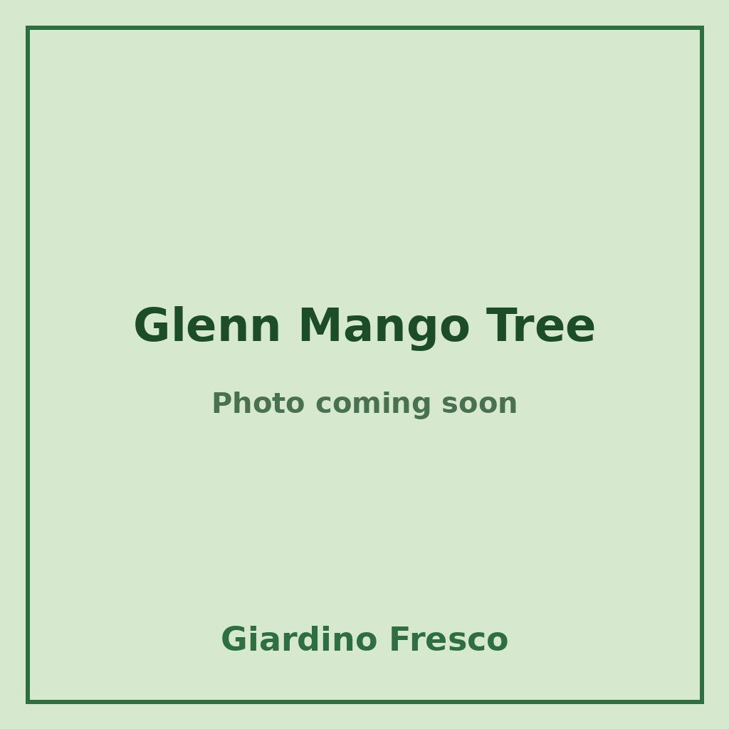 Glenn Mango Tree 3 gallon – photo coming soon – Giardino Fresco