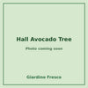 Hall Avocado Tree 3 gallon – photo coming soon – Giardino Fresco