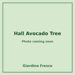 Hall Avocado Tree 3 gallon – photo coming soon – Giardino Fresco