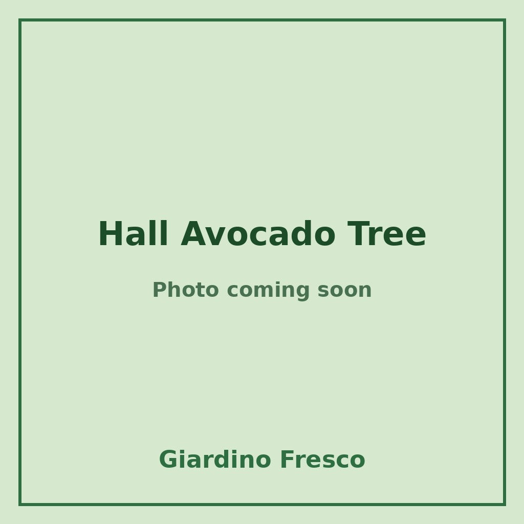 Hall Avocado Tree 3 gallon – photo coming soon – Giardino Fresco