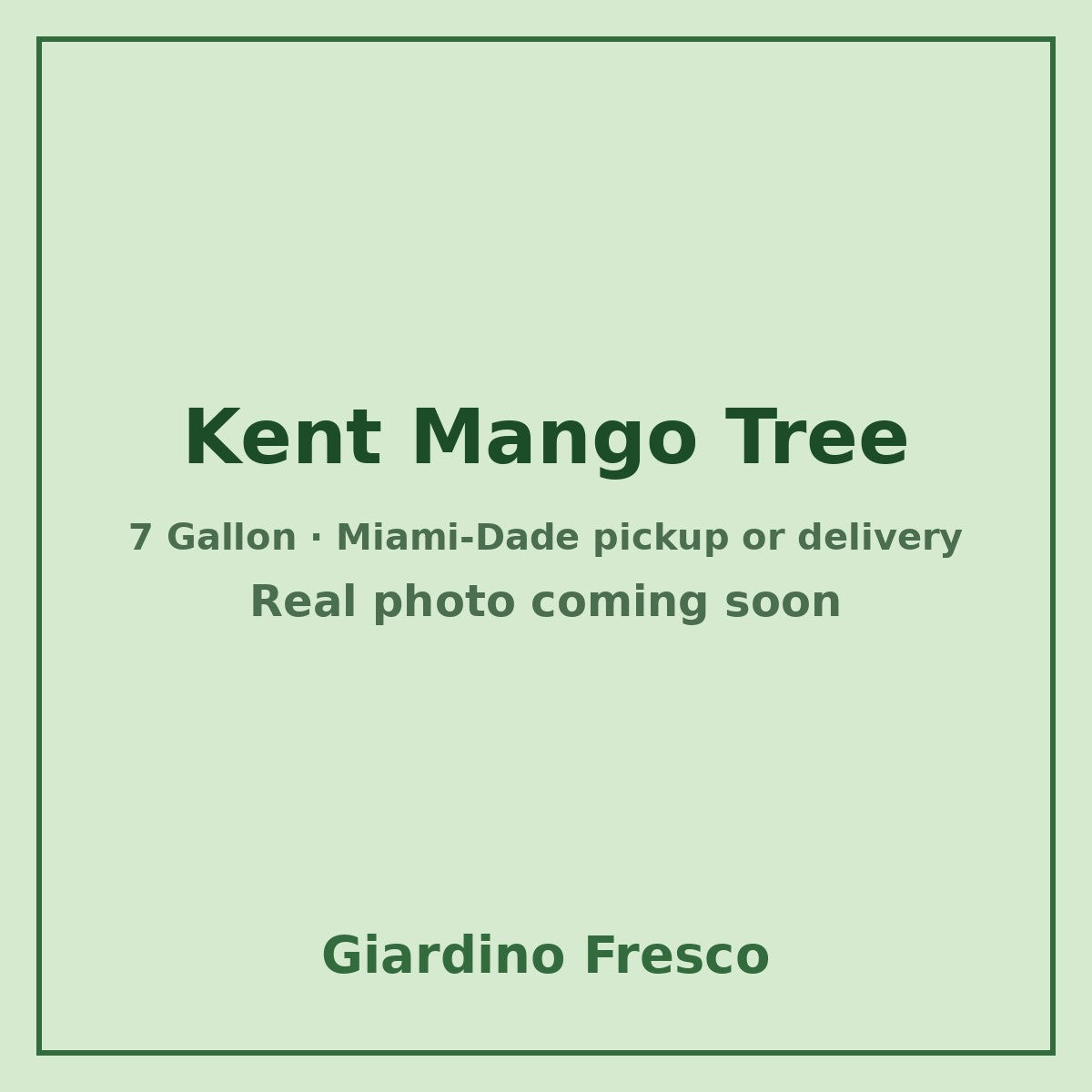 Kent Mango tree 7 gallon – real photo coming soon