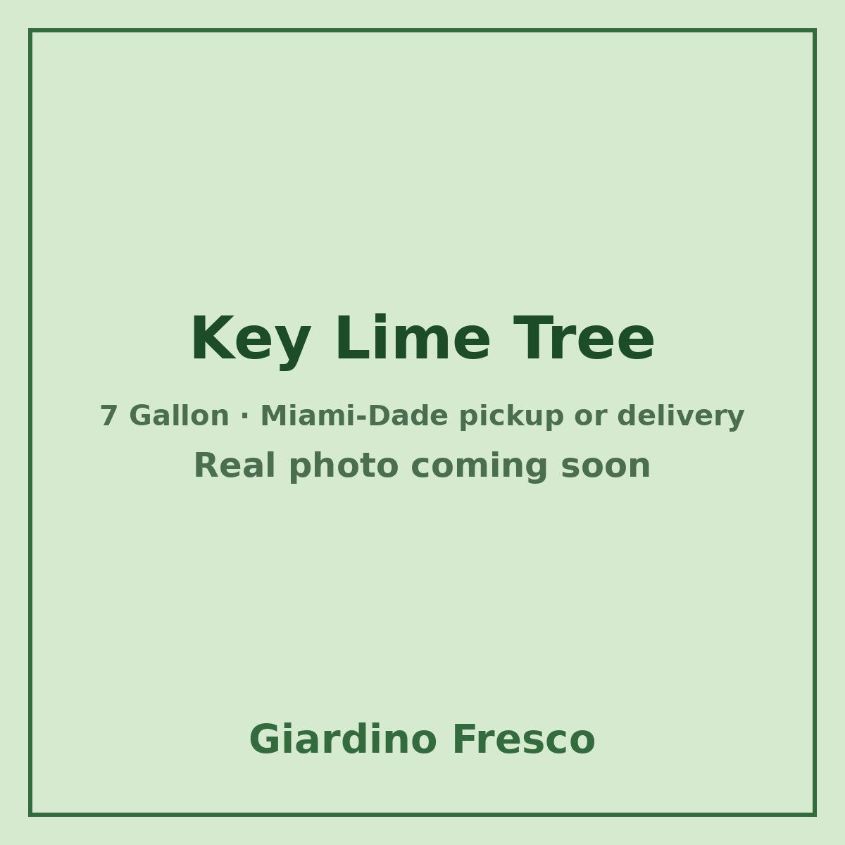 Key Lime tree 7 gallon – real photo coming soon
