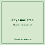 Key Lime Tree 3 gallon – photo coming soon – Giardino Fresco