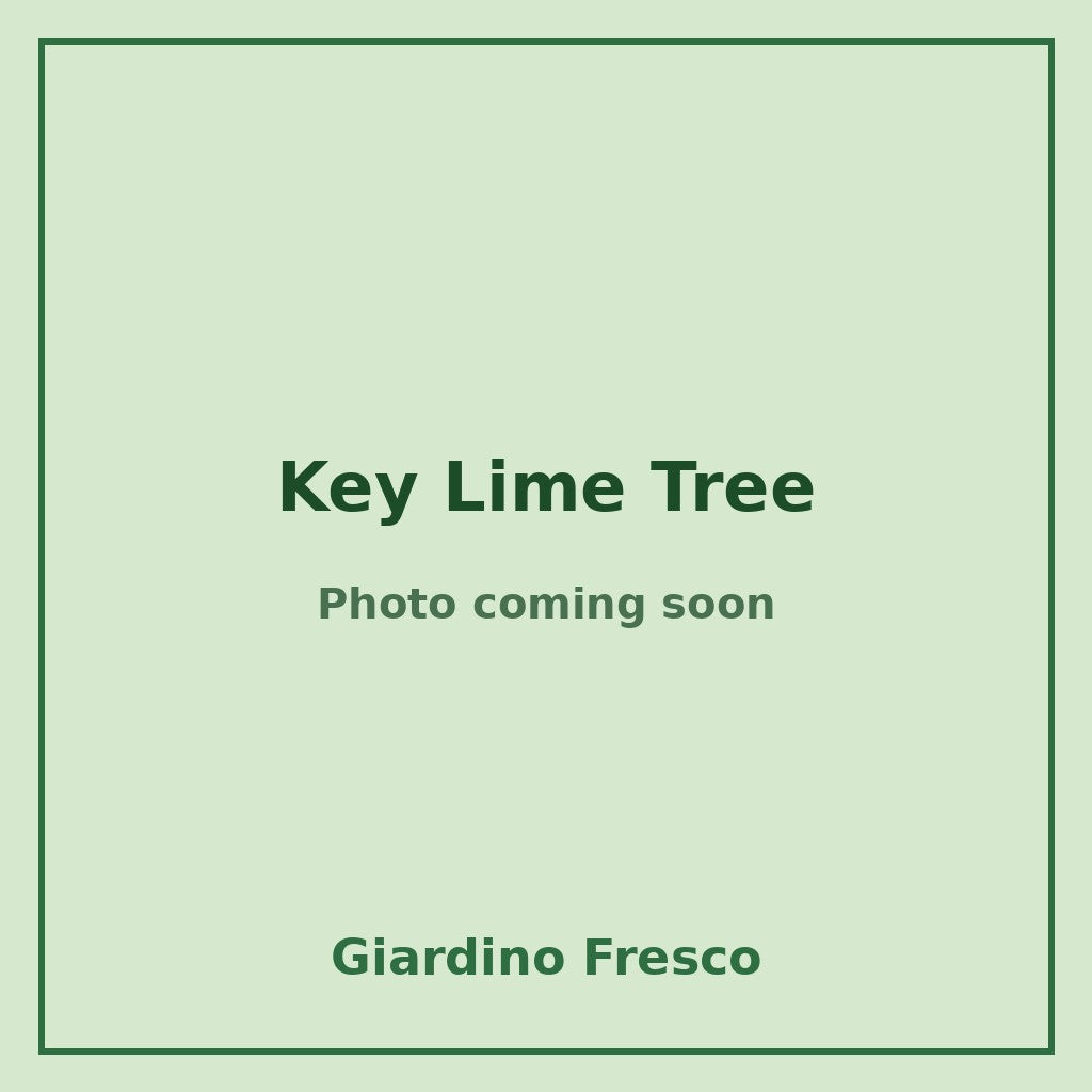 Key Lime Tree 3 gallon – photo coming soon – Giardino Fresco