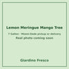 Lemon Meringue Mango tree 7 gallon – real photo coming soon