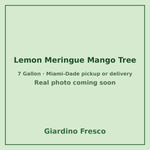 Lemon Meringue Mango tree 7 gallon – real photo coming soon