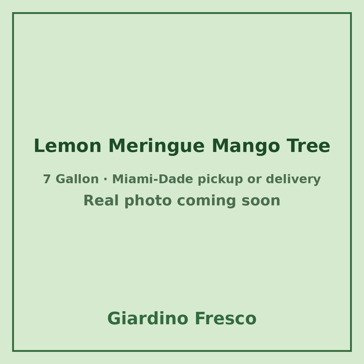 Lemon Meringue Mango tree 7 gallon – real photo coming soon
