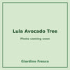 Lula Avocado Tree 3 gallon – photo coming soon – Giardino Fresco