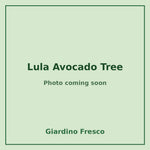 Lula Avocado Tree 3 gallon – photo coming soon – Giardino Fresco