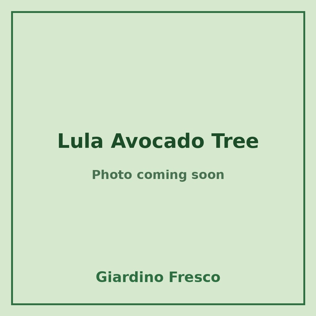 Lula Avocado Tree 3 gallon – photo coming soon – Giardino Fresco