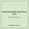 Manzano Red Hog Plum Tree 3 gallon – photo coming soon – Giardino Fresco