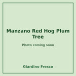 Manzano Red Hog Plum Tree 3 gallon – photo coming soon – Giardino Fresco
