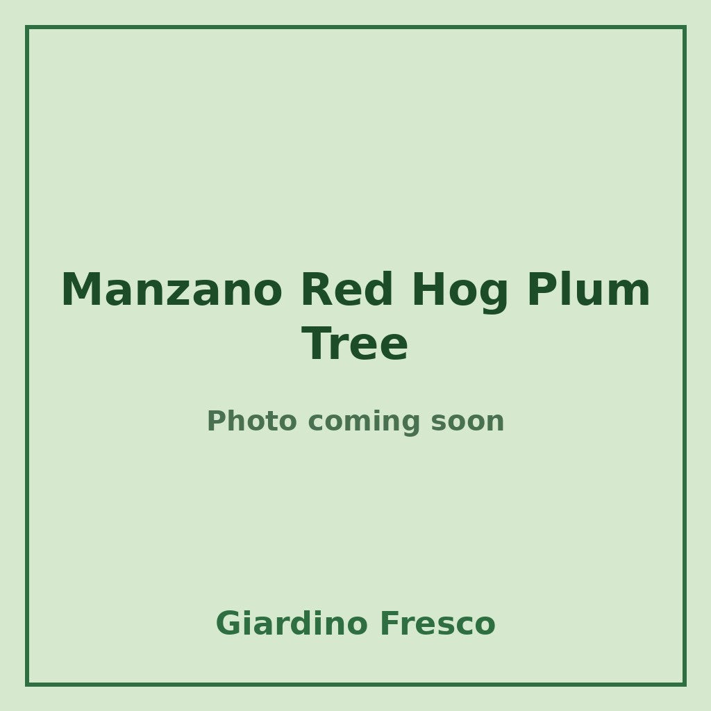 Manzano Red Hog Plum Tree 3 gallon – photo coming soon – Giardino Fresco