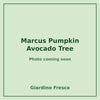 Marcus Pumpkin Avocado Tree 3 gallon – photo coming soon – Giardino Fresco