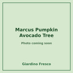 Marcus Pumpkin Avocado Tree 3 gallon – photo coming soon – Giardino Fresco
