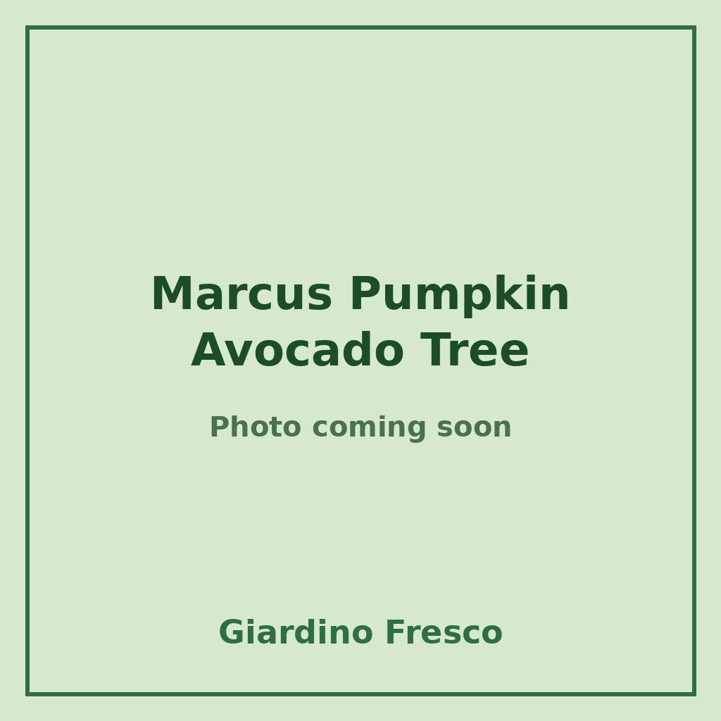 Marcus Pumpkin Avocado Tree 3 gallon – photo coming soon – Giardino Fresco