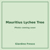Mauritius Lychee Tree 3 gallon – photo coming soon – Giardino Fresco
