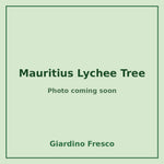 Mauritius Lychee Tree 3 gallon – photo coming soon – Giardino Fresco