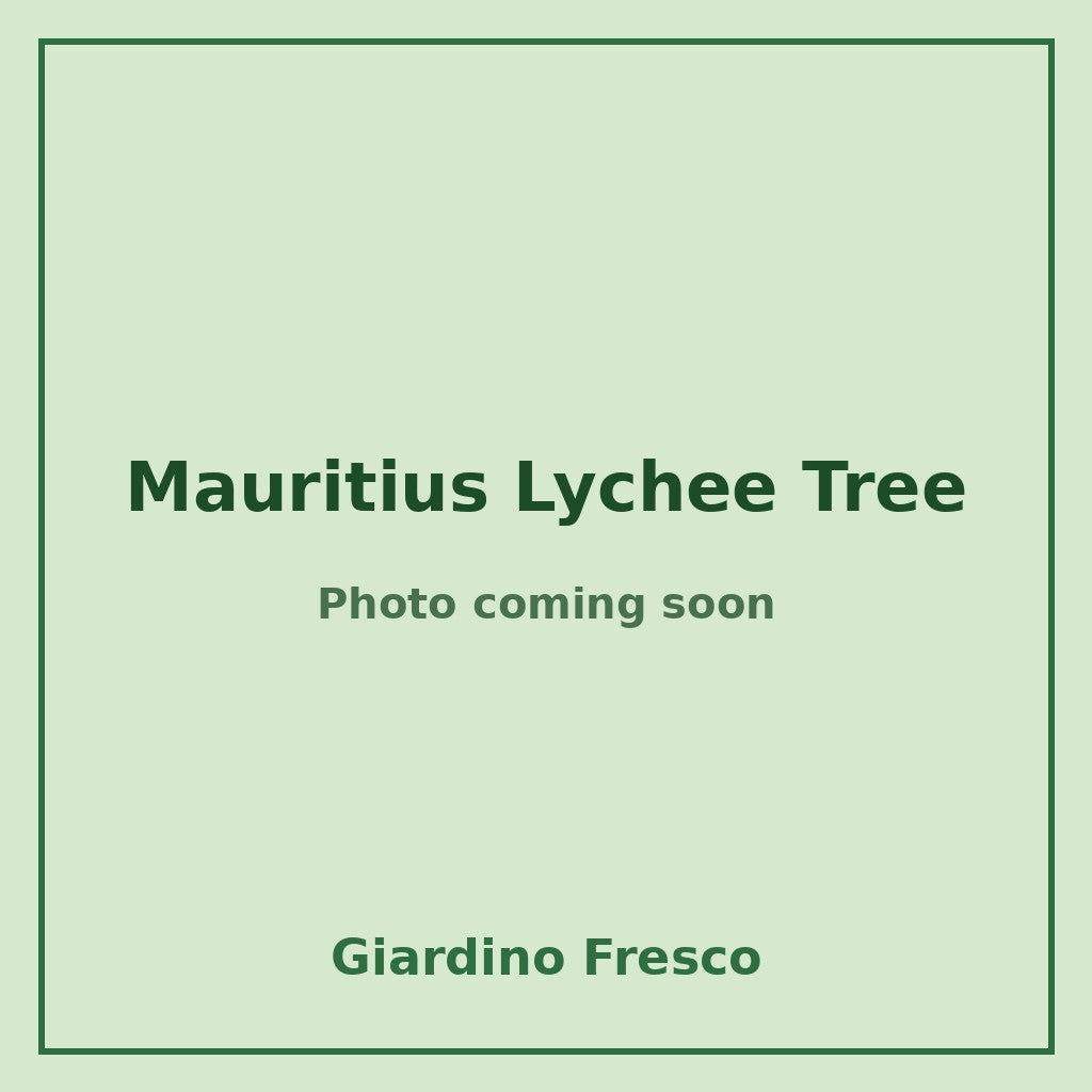 Mauritius Lychee Tree 3 gallon – photo coming soon – Giardino Fresco