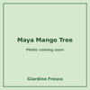 Maya Mango Tree 3 gallon – photo coming soon – Giardino Fresco