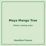 Maya Mango Tree 3 gallon – photo coming soon – Giardino Fresco