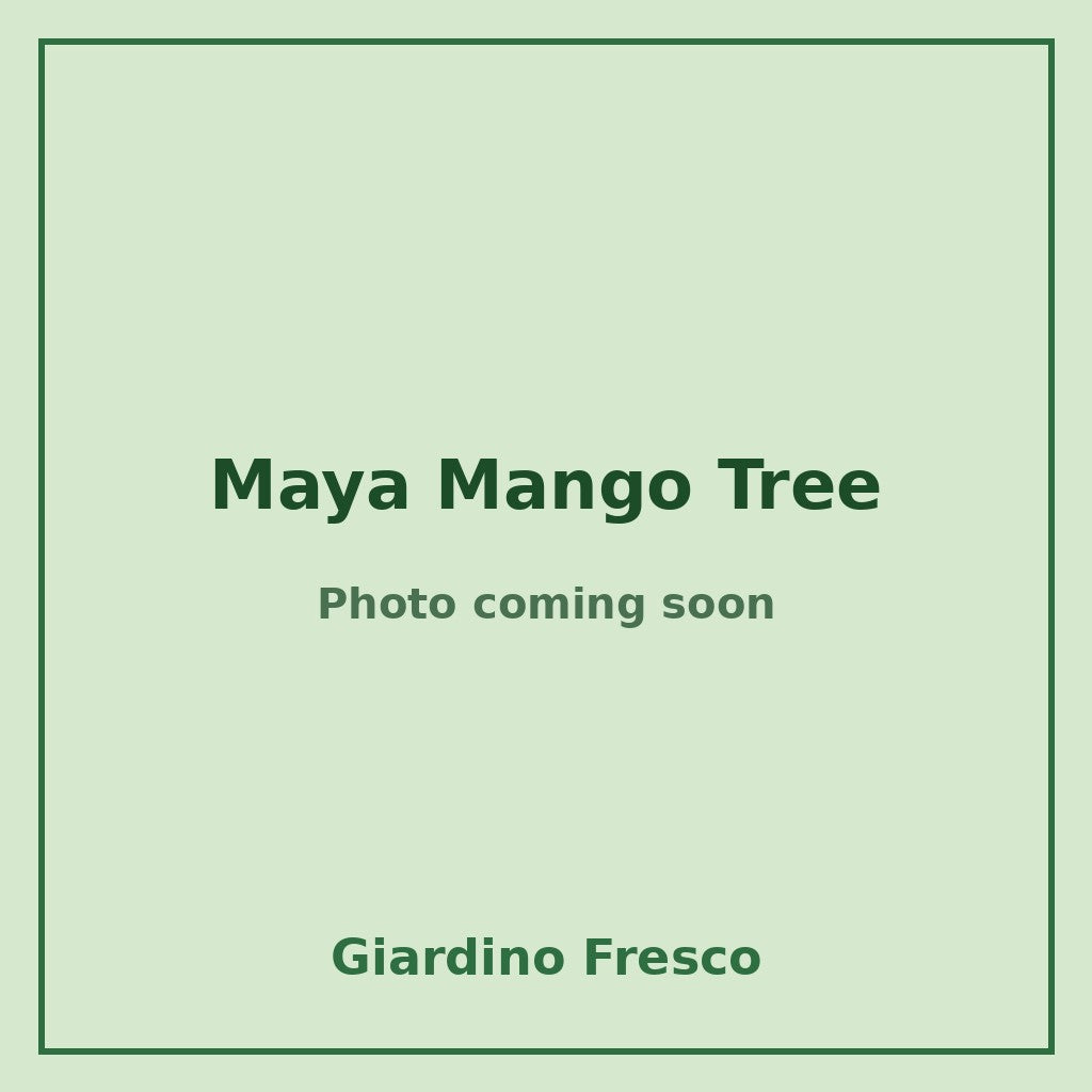 Maya Mango Tree 3 gallon – photo coming soon – Giardino Fresco