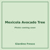 Mexicola Avocado Tree 3 gallon – photo coming soon – Giardino Fresco