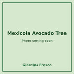 Mexicola Avocado Tree 3 gallon – photo coming soon – Giardino Fresco