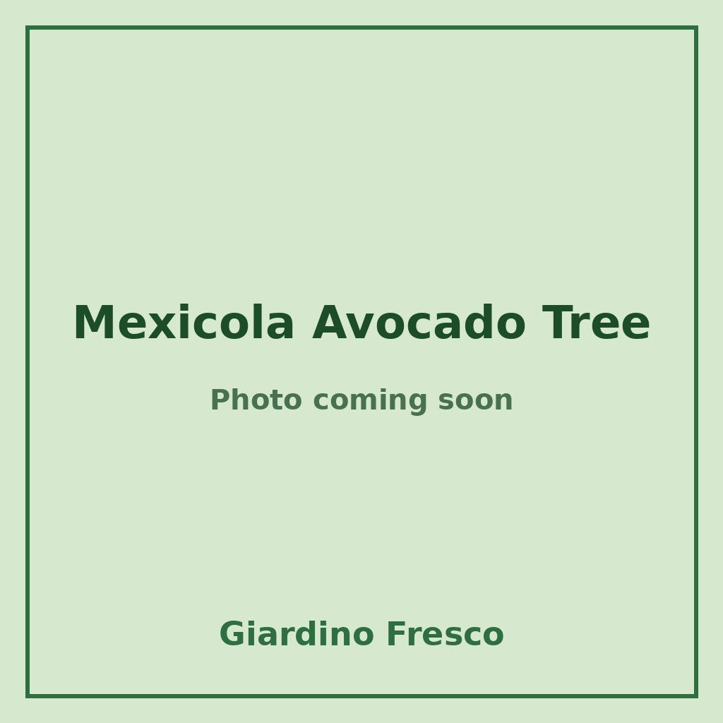 Mexicola Avocado Tree 3 gallon – photo coming soon – Giardino Fresco