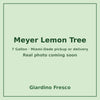 Meyer Lemon tree 7 gallon – real photo coming soon