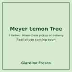 Meyer Lemon tree 7 gallon – real photo coming soon