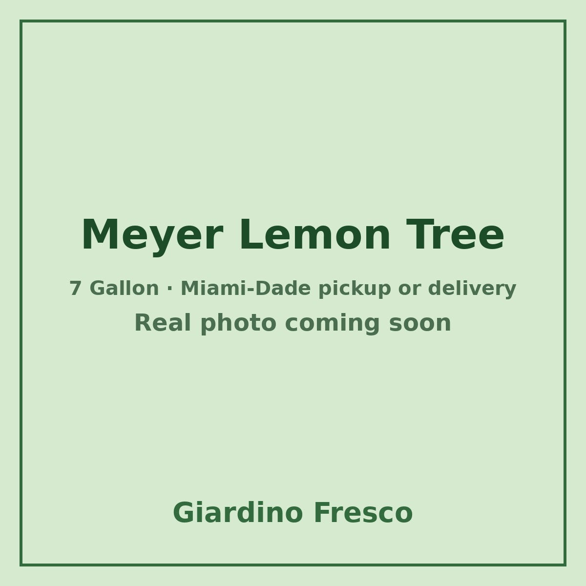 Meyer Lemon tree 7 gallon – real photo coming soon