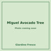 Miguel Avocado Tree 3 gallon – photo coming soon – Giardino Fresco
