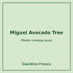 Miguel Avocado Tree 3 gallon – photo coming soon – Giardino Fresco