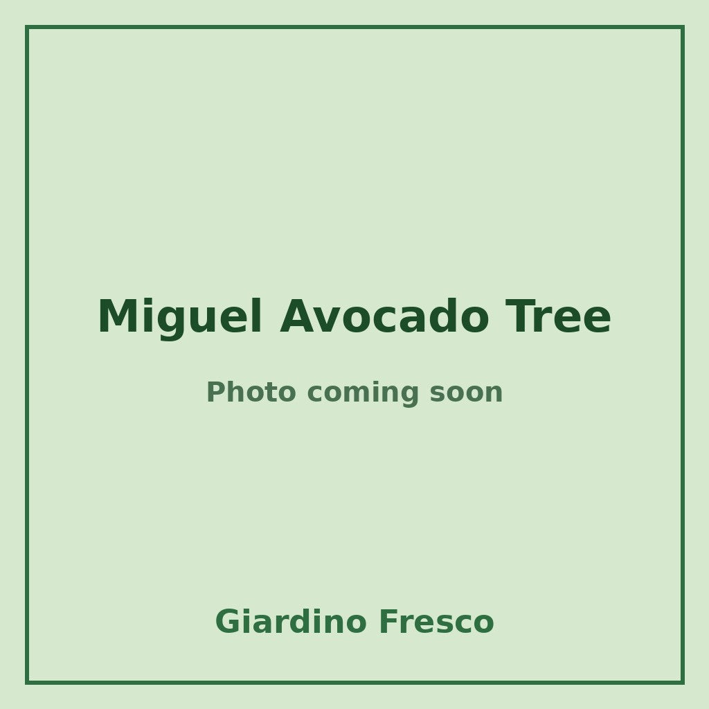 Miguel Avocado Tree 3 gallon – photo coming soon – Giardino Fresco