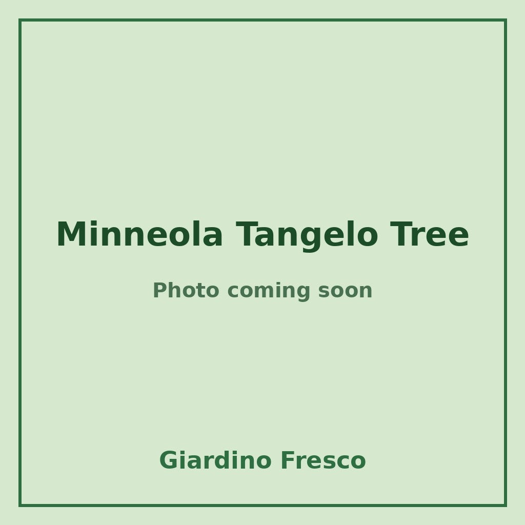 Minneola Tangelo Tree 3 gallon – photo coming soon – Giardino Fresco