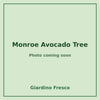 Monroe Avocado Tree 3 gallon – photo coming soon – Giardino Fresco