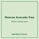 Monroe Avocado Tree 3 gallon – photo coming soon – Giardino Fresco