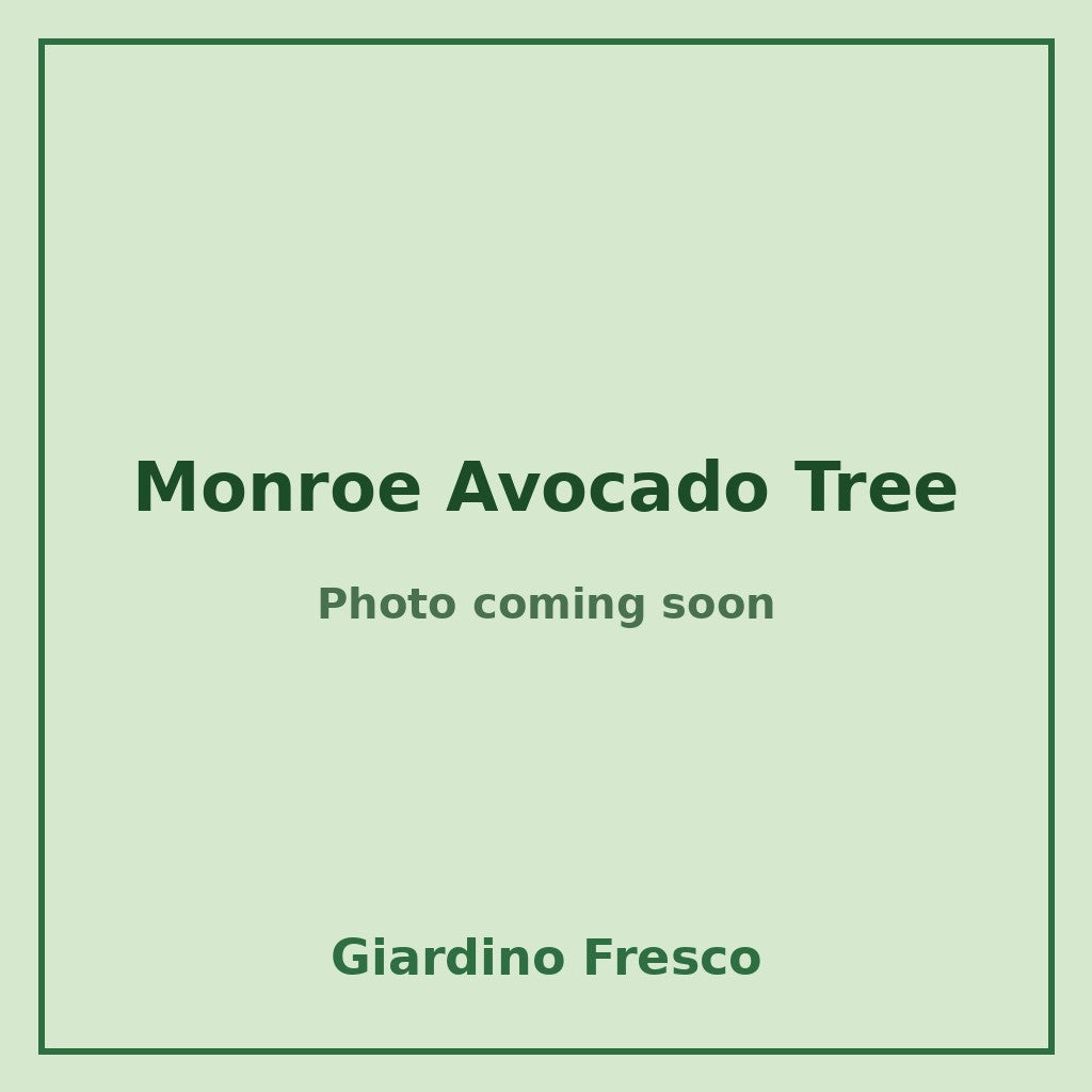 Monroe Avocado Tree 3 gallon – photo coming soon – Giardino Fresco