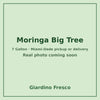 Moringa Big tree 7 gallon – real photo coming soon