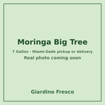 Moringa Big tree 7 gallon – real photo coming soon
