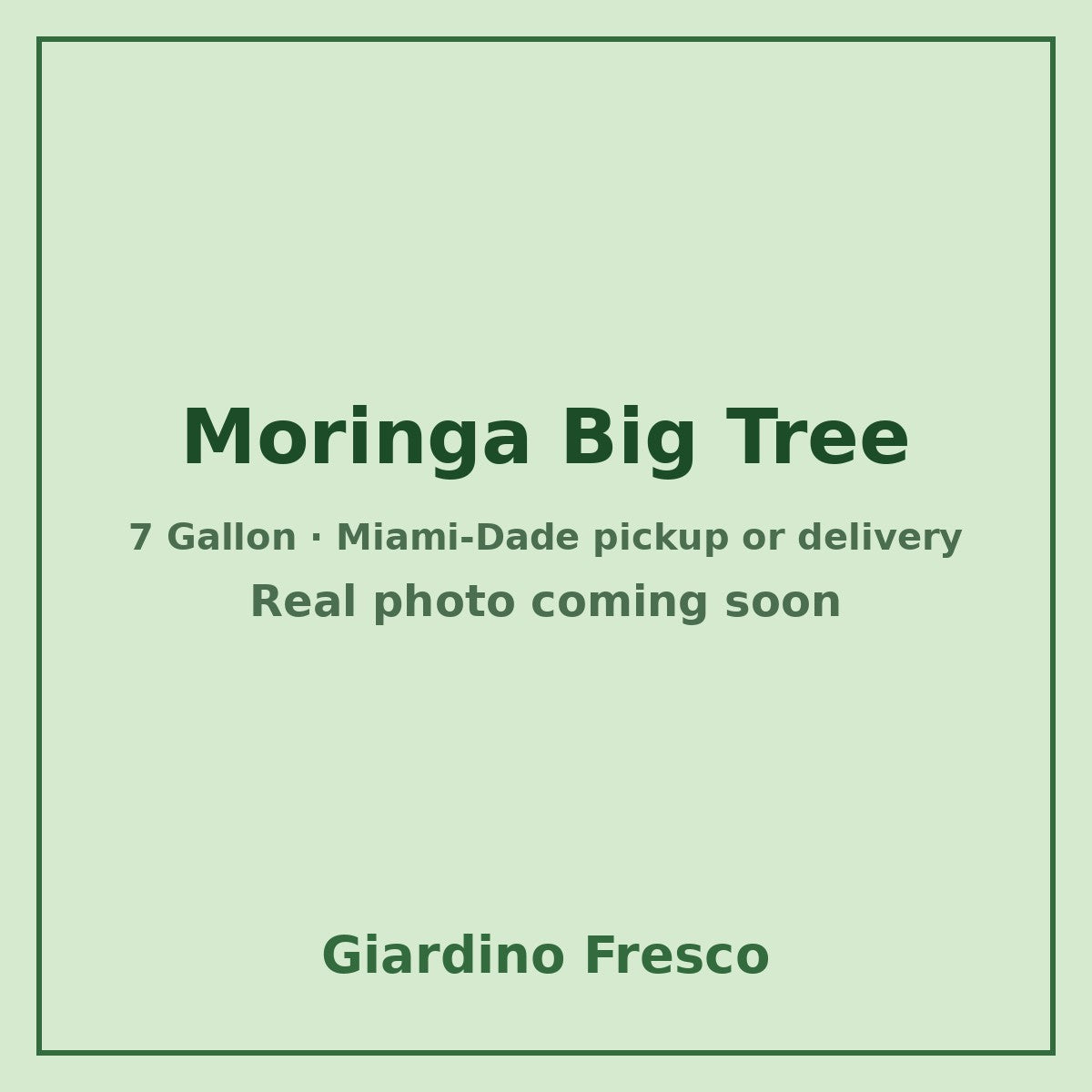 Moringa Big tree 7 gallon – real photo coming soon
