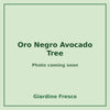 Oro Negro Avocado Tree 3 gallon – photo coming soon – Giardino Fresco