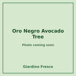 Oro Negro Avocado Tree 3 gallon – photo coming soon – Giardino Fresco
