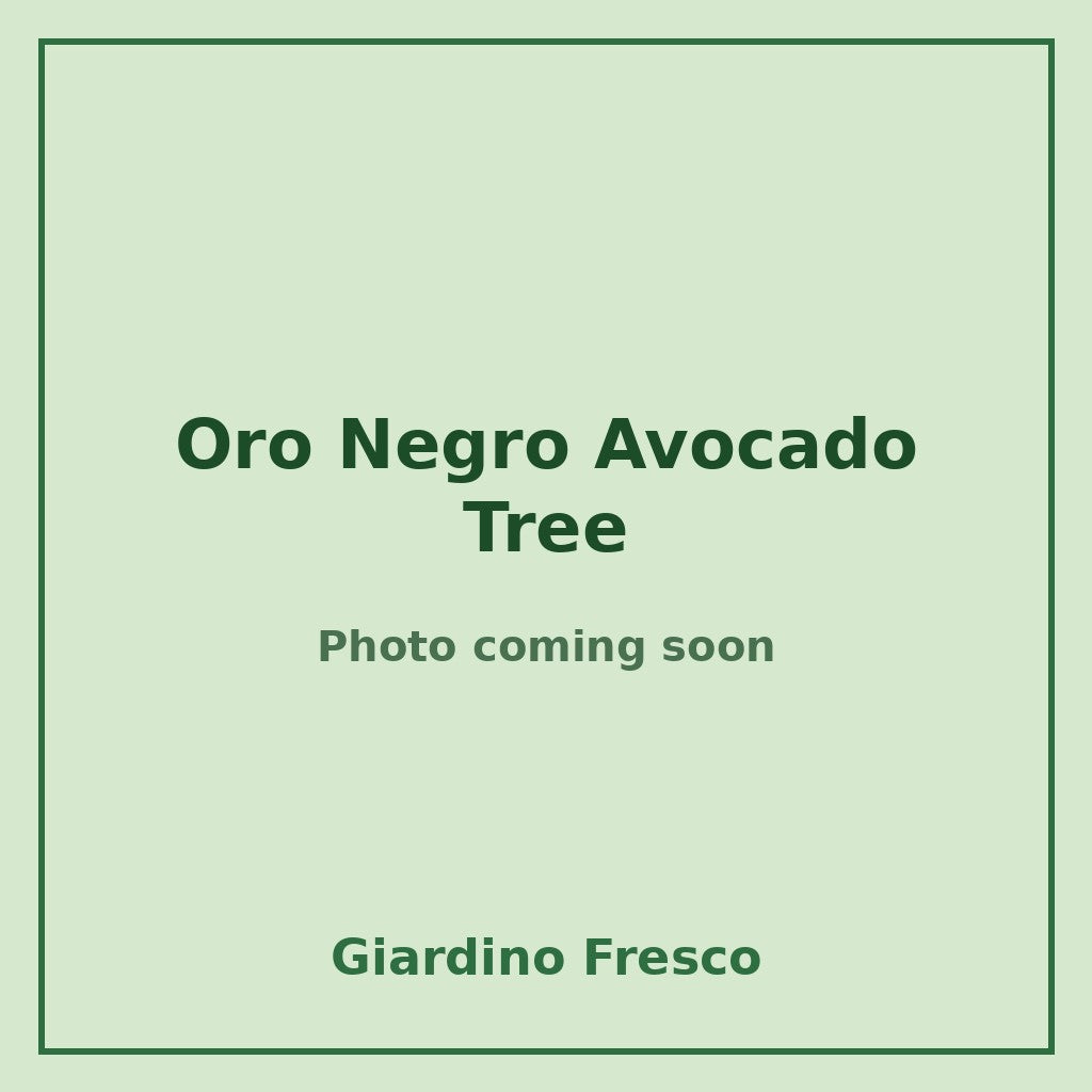 Oro Negro Avocado Tree 3 gallon – photo coming soon – Giardino Fresco