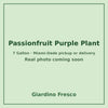 Passionfruit Purple plant 7 gallon – real photo coming soon
