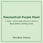 Passionfruit Purple plant 7 gallon – real photo coming soon