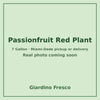 Passionfruit Red plant 7 gallon – real photo coming soon