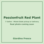 Passionfruit Red plant 7 gallon – real photo coming soon
