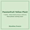 Passionfruit Yellow plant 7 gallon – real photo coming soon